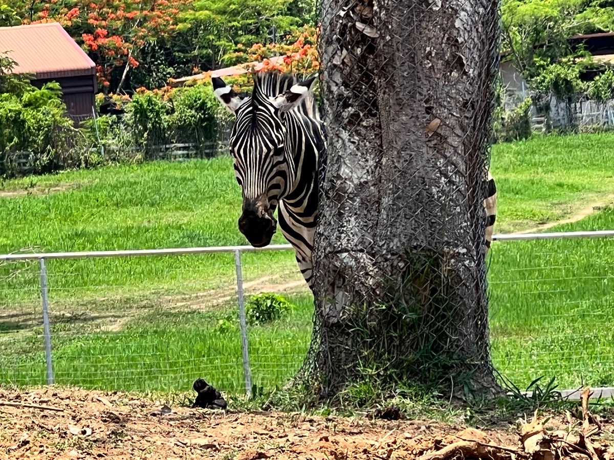 The head of a zebra poking out from behind a tree.