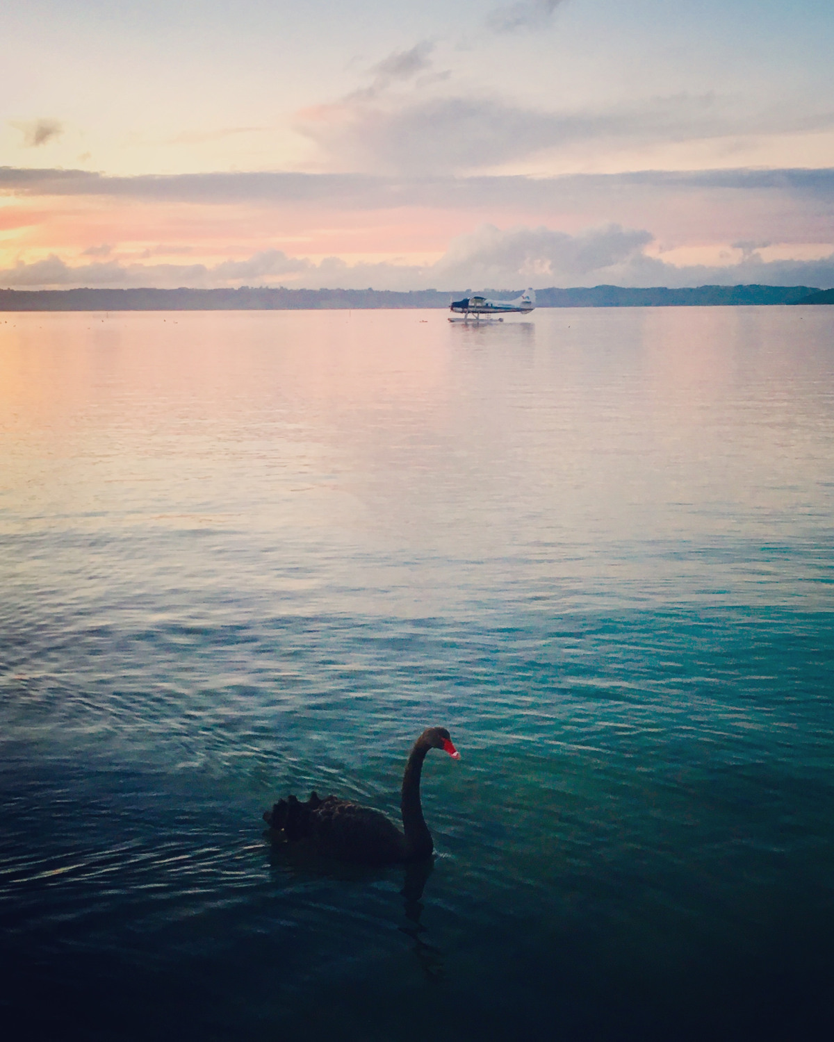 A seaplane sits on the calm waters reflecting the sunset in the Bay of Plenty and a black swan swims in the foreground.