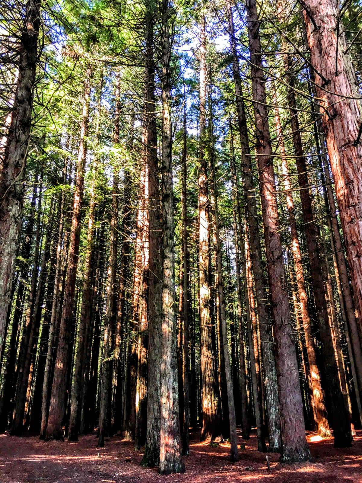 A forest of tall, straight redwood trees with blue sky peeking through the canopy in Rotorua, New Zealand.
