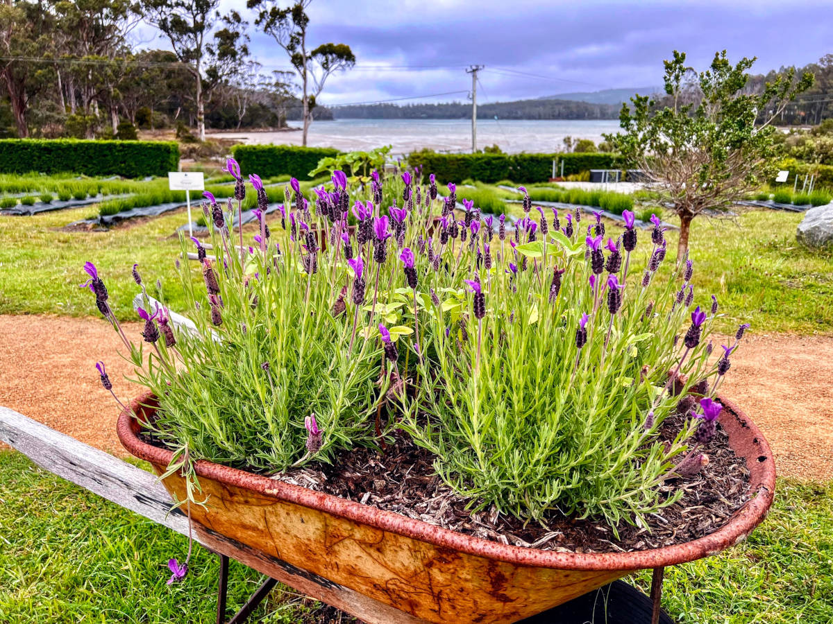 Landscape close-up view of a rusted wheelbarrow filled with flowering lavender with sea in the background.
