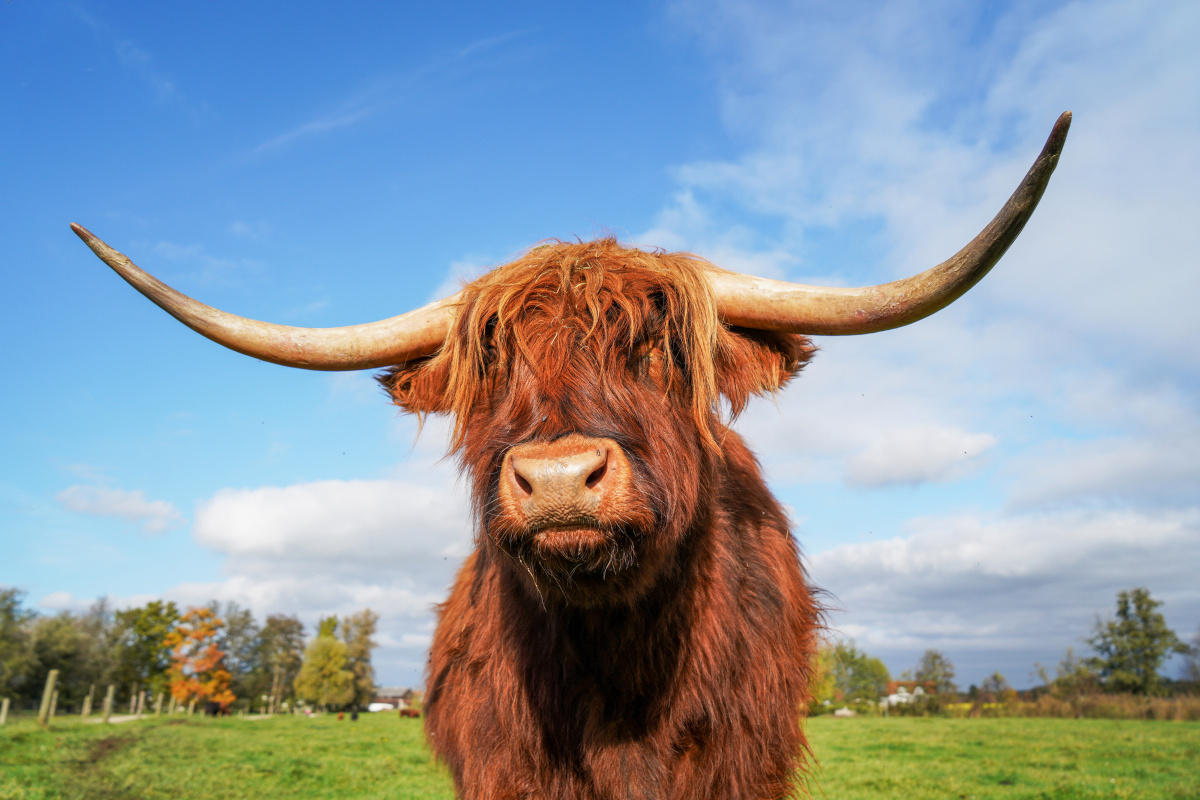 Close up of a long haired, horned Highland cow face-on against a blue sky and green grass background.